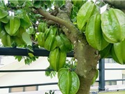 Kỹ thuật trồng và chăm sóc cây khế trong chậu cho quả sai trĩu