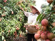 Cách trồng vải thiều Lục Ngạn