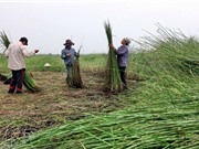 Các công đoạn sản xuất cói Nga Sơn