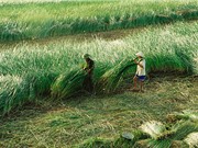 Những yếu tố về thời tiết ảnh hưởng đến chất lượng của cói Nga Sơn