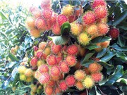 Ảnh hưởng của điều kiện khí hậu tới chất lượng chôm chôm Long Khánh