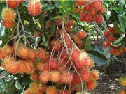 Chôm chôm Long Khánh nổi tiếng đến mức nào