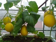 Hướng dẫn trồng dưa lê Kim Cô Nương tại nhà cho quả sai, thịt giòn ngọt