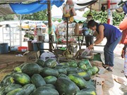 Kon Tum: Dưa hấu được mùa, mất giá