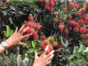 Cách trồng, chăm sóc, thu hoạch, bảo quản chôm chôm Long Khánh