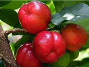 Kỹ thuật trồng và chăm sóc cây sơ ri tại nhà