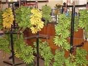 Chuối ngự Đại Hoàng nổi tiếng ra sao?