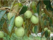 Công đoạn xử lý ra hoa và bao trái vú sữa lò rèn Vĩnh Kim