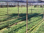 Hướng dẫn cách chọn giống và trồng quế Văn Yên
