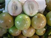 Công đoạn thu hoạch và bảo quản vú sữa lò rèn Vĩnh Kim