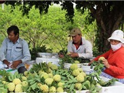 Xuất xứ của mãng cầu Bà Đen