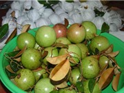Ảnh hưởng của điều kiện khí hậu tới chất lượng vú sữa lò rèn Vĩnh Kim