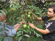 Công đoạn chăm sóc cây vú sữa lò rèn Vĩnh Kim