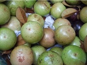 Danh tiếng của vú sữa lò rèn Vĩnh Kim