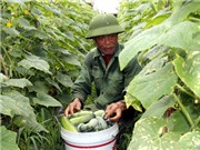 Khánh Hồng phát triển cây dưa hàng hóa