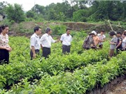 Kỹ thuật nhân giống hồng không hạt Bắc Kạn