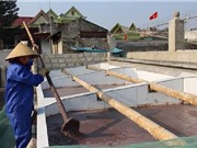 Công đoạn chăm sóc và phơi nắng mắm tôm Hậu Lộc