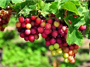 Bảo hộ chỉ dẫn địa lý “Ninh Thuận” cho sản phẩm nho