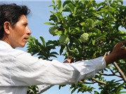 Những yếu tố về con người ảnh hưởng đến chất lượng của mãng cầu Bà Đen