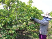 Công đoạn tạo vườn và làm đất trồng mãng cầu Bà Đen