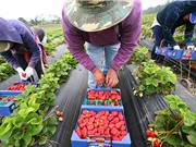 Điểm mạnh và yếu của nông nghiệp hữu cơ 
