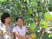 Điều gì tạo nên sản phẩm bưởi Phúc Trạch trứ danh?