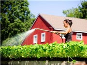 Làm sao để canh tác hữu cơ hiệu quả hơn?