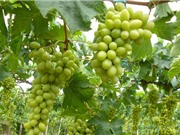 Ảnh hưởng của điều kiện sông ngòi, thủy văn tới chất lượng nho Ninh Thuận