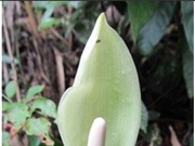 Phát hiện một loài thực vật chưa được biết