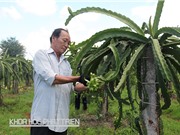 Trồng thanh long ruột đỏ: Lo “sập bẫy” được mùa mất giá