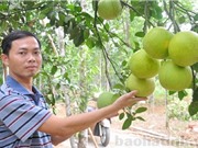 Bưởi Phúc Trạch nổi tiếng cỡ nào?