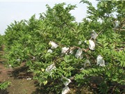 Những yếu tố khí hậu ảnh hưởng đến chất lượng của mãng cầu Bà Đen