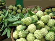 Mãng cầu Bà Đen nổi tiếng đến mức nào?
