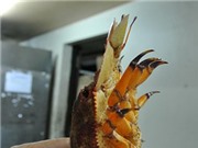 Cận cảnh loài tôm mũ ni ở Việt Nam có giá cả triệu đồng