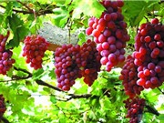 Ảnh hưởng của điều kiện khí hậu tới chất lượng nho Ninh Thuận
