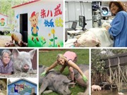 Bất ngờ với những trang trại nuôi heo kiểu ‘lạ đời’