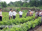 Công đoạn chọn giống, trồng và chăm sóc hồng không hạt Bảo Lâm