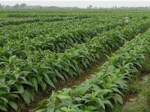 Sản vật của Hải Phòng