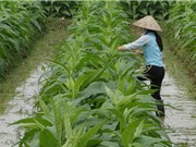 Quy trình trồng và chăm sóc thuốc lào Tiên Lãng