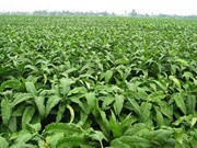 Ảnh hưởng của yếu tố tự nhiên tới chất lượng thuốc lào Vĩnh Bảo