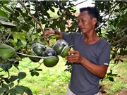 Công đoạn thu hoạch và bảo quản bưởi Tân Triều
