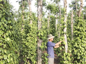 Sản vật của Quảng Trị