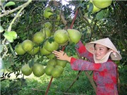 Bưởi Tân Triều nổi tiếng ra sao?