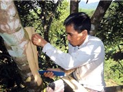 Công đoạn thu hoạch và bảo quản quế Trà My