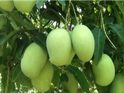 Các chỉ tiêu đánh giá chất lượng xoài Yên Châu
