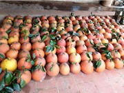 Danh tiếng của bưởi Luận Văn
