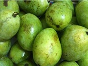 Tính chất đặc thù của quả xoài Yên Châu