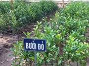 Quy trình trồng và chăm sóc bưởi Luận Văn