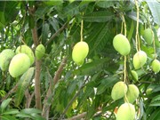 Đặc tính sinh thái học của giống xoài Yên Châu