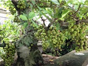 Kỹ thuật trồng và chăm sóc sung trong chậu cảnh